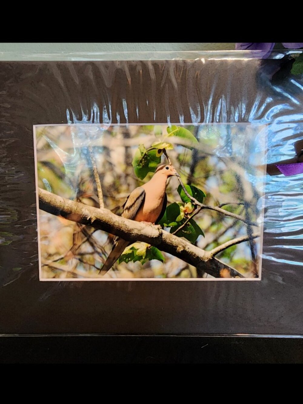 2/$13 Mourning Dove Photography Print with Black Matte Frame - 8x10